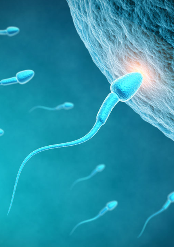 皇枸山之精子复壮修复方案